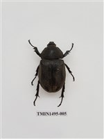 藏品(獨角仙)的圖片